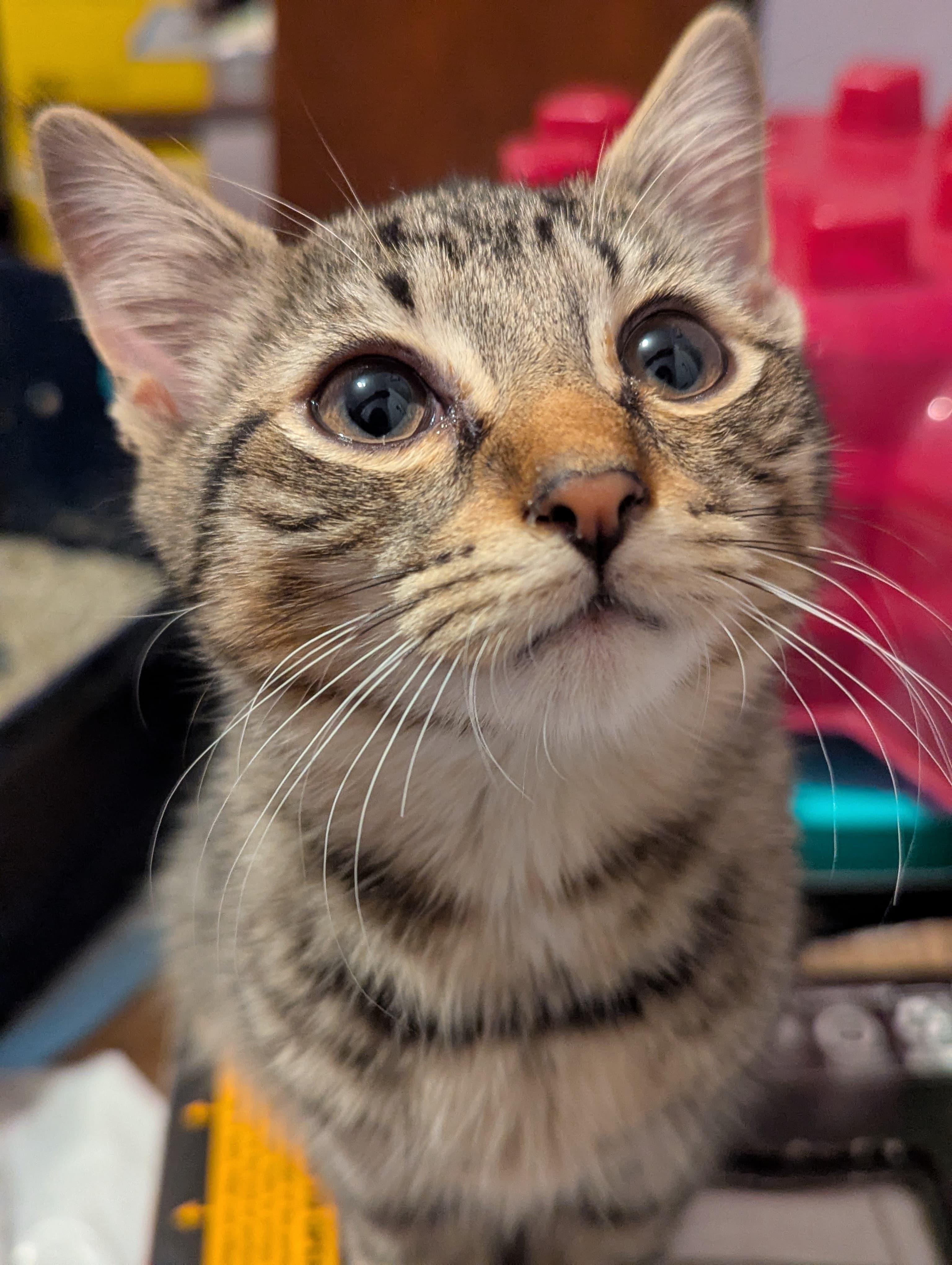 Raj, ADOPTABLE, Kitten Male Domestic Short Hair.