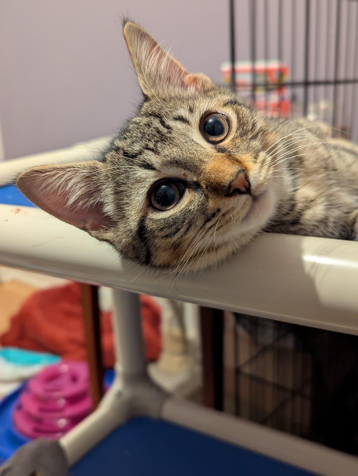 Raj, a ADOPTABLE Domestic Short Hair in Morristown, NJ image 2/2