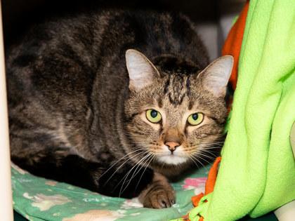 Leo, Adoptable, Adult Male Domestic Short Hair & Domestic Short Hair.