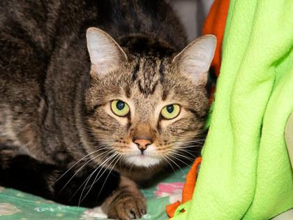 Enlarge Leo, a Adoptable mixed breed in Longmont, CO image 2/2