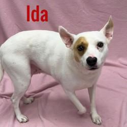 Ida, Adult Female unknown
