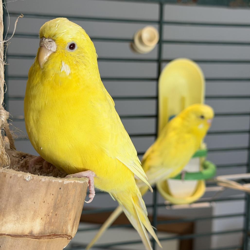 Banana *Bonded w/ Corn*, Adoptable, Young Female Parakeet (Other).