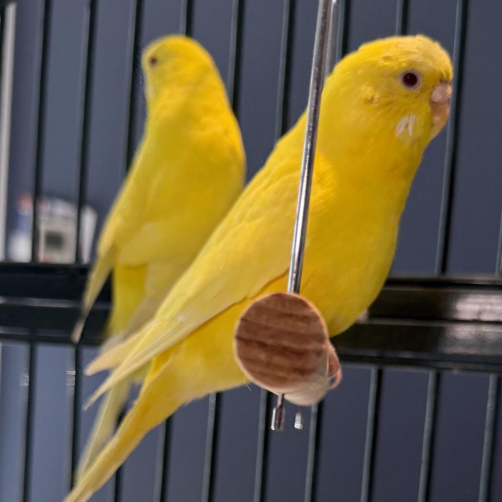 Enlarge Banana *Bonded w/ Corn*, a Adoptable Parakeet (Other) in Kennebunk, ME image 2/4