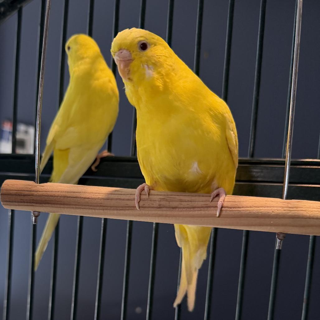 Enlarge Banana *Bonded w/ Corn*, a Adoptable Parakeet (Other) in Kennebunk, ME image 3/4