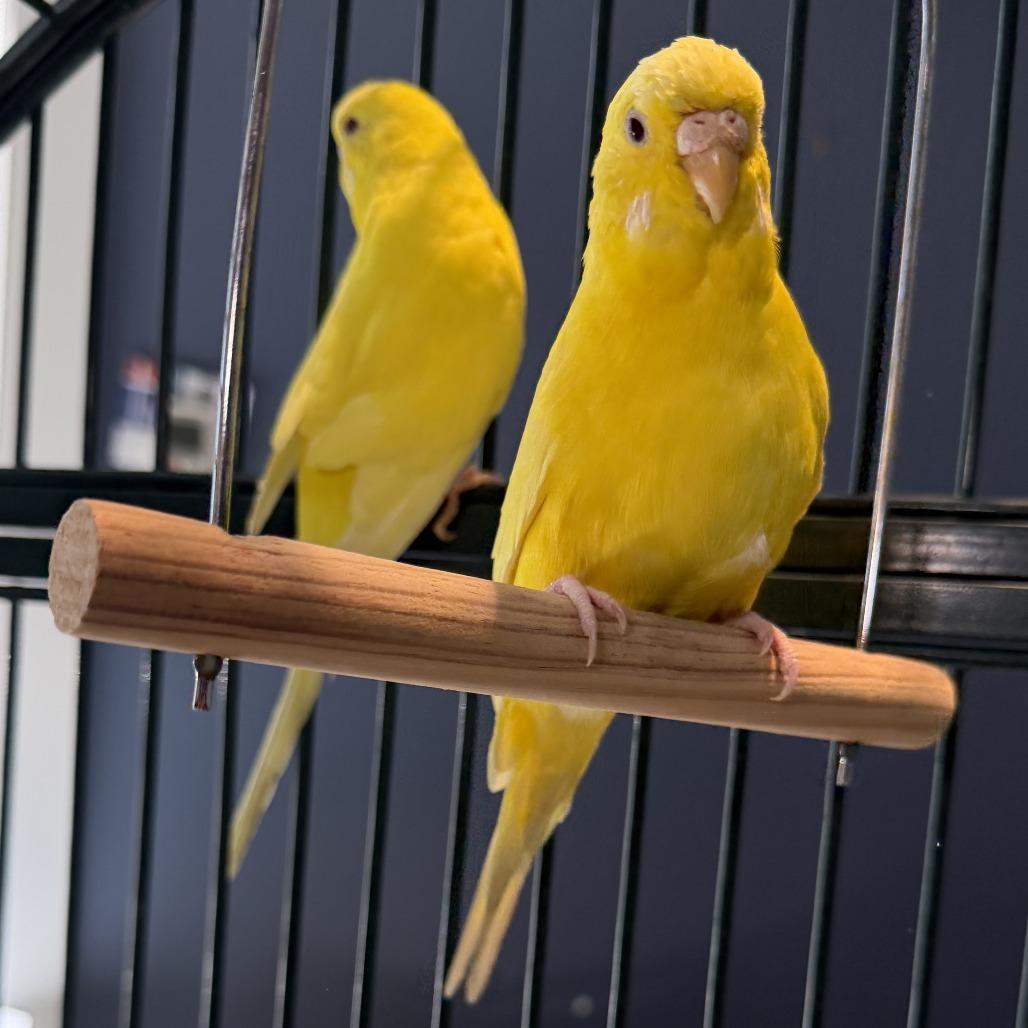 Enlarge Banana *Bonded w/ Corn*, a Adoptable Parakeet (Other) in Kennebunk, ME image 4/4