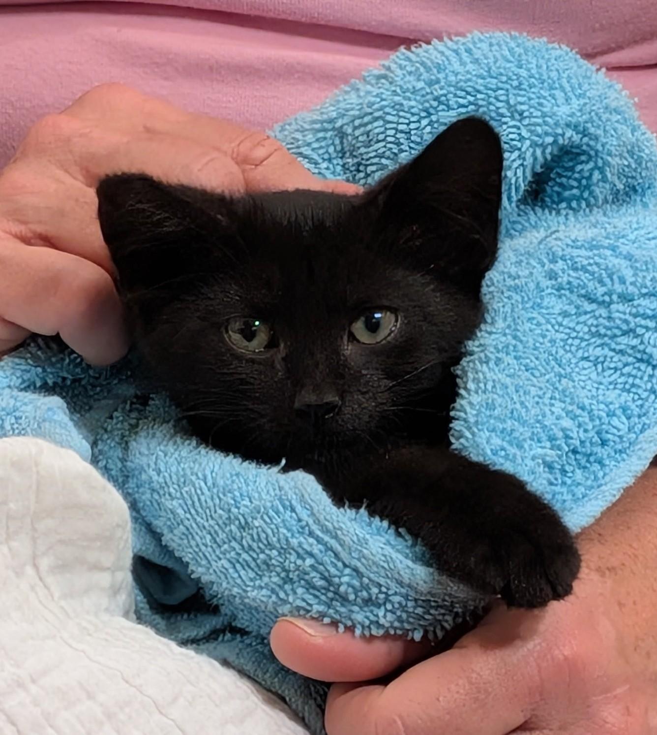Enlarge Merv, a ADOPTABLE Domestic Short Hair in Floyd, VA image 2/3