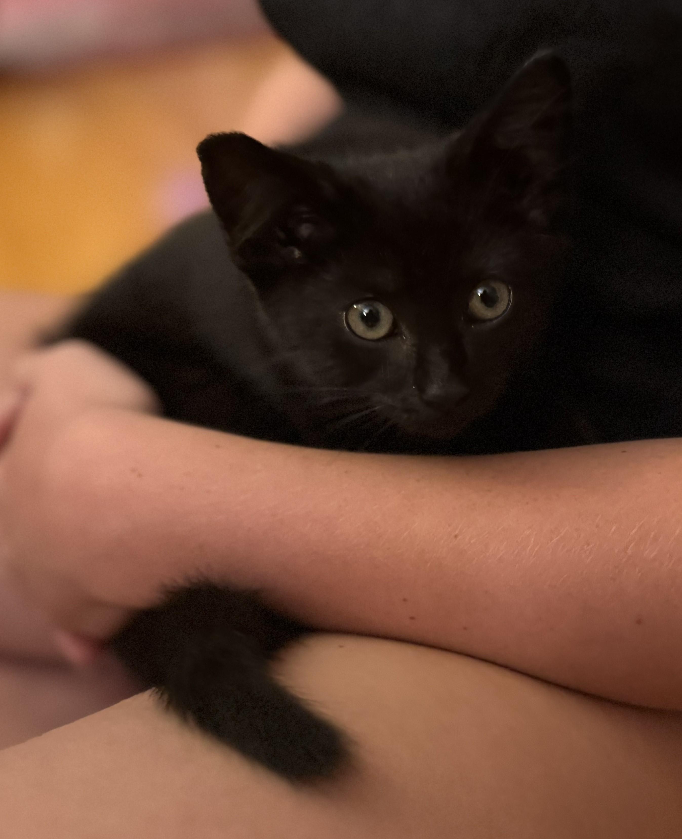 Enlarge Merv, a ADOPTABLE Domestic Short Hair in Floyd, VA image 3/3