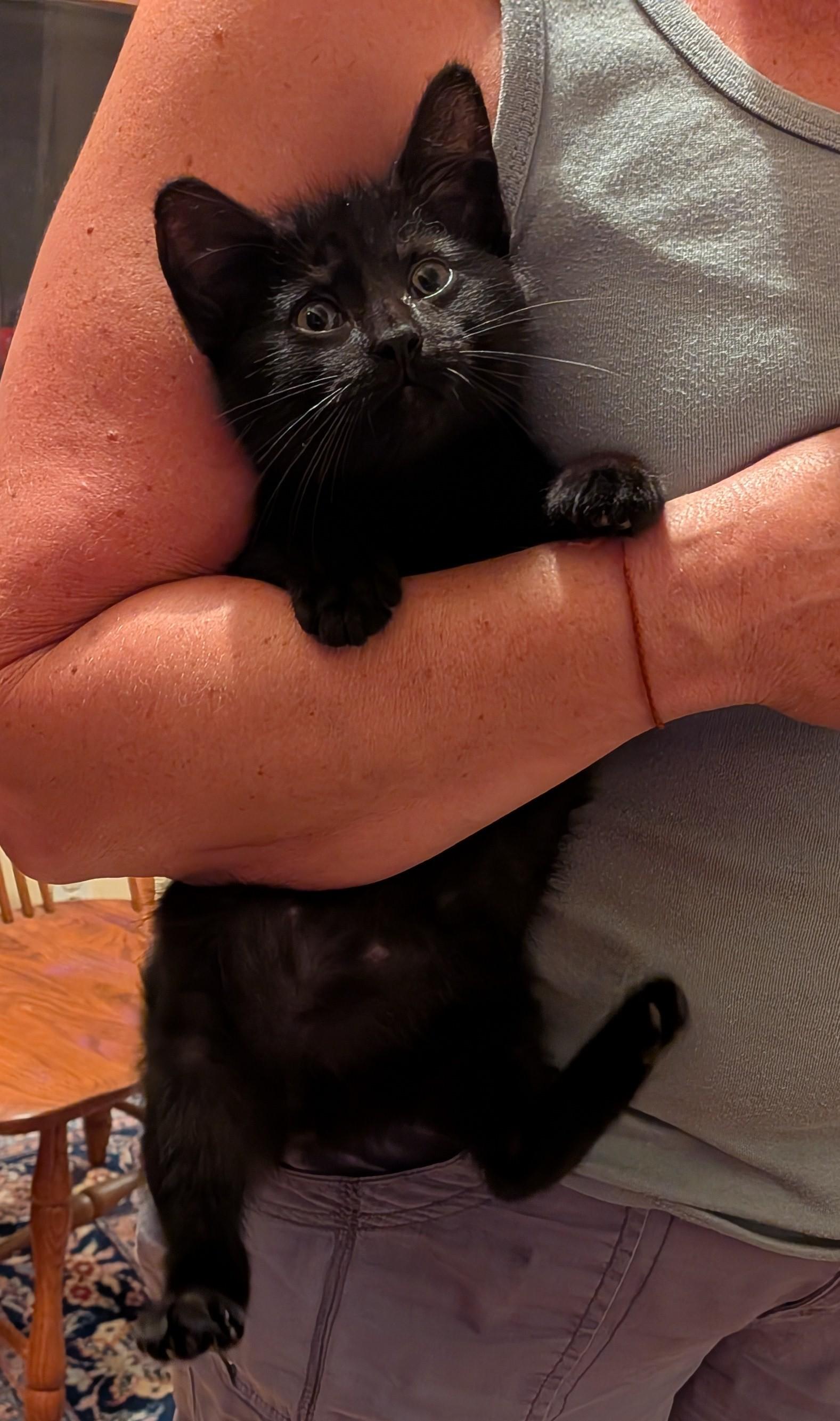 Merv, ADOPTABLE, Kitten Male Domestic Short Hair.