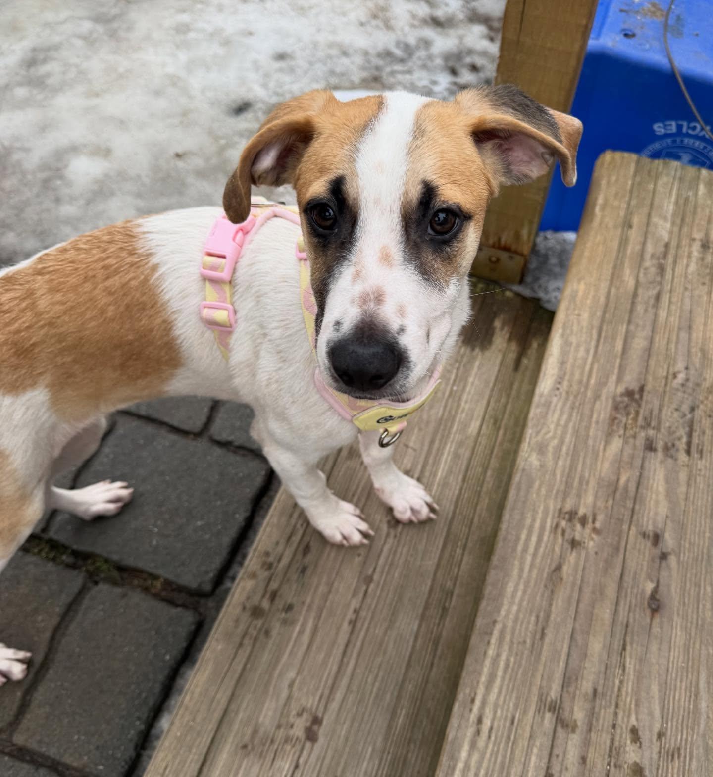 Enlarge Abby, a ADOPTABLE mixed breed in Pawtucket, RI image 3/4