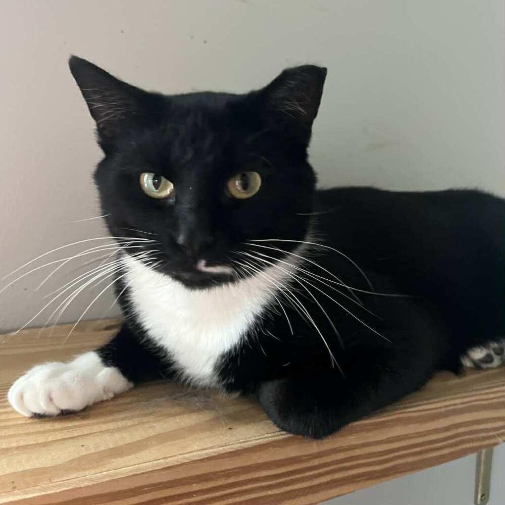 Bentley, Adoptable, Young Male Domestic Short Hair.