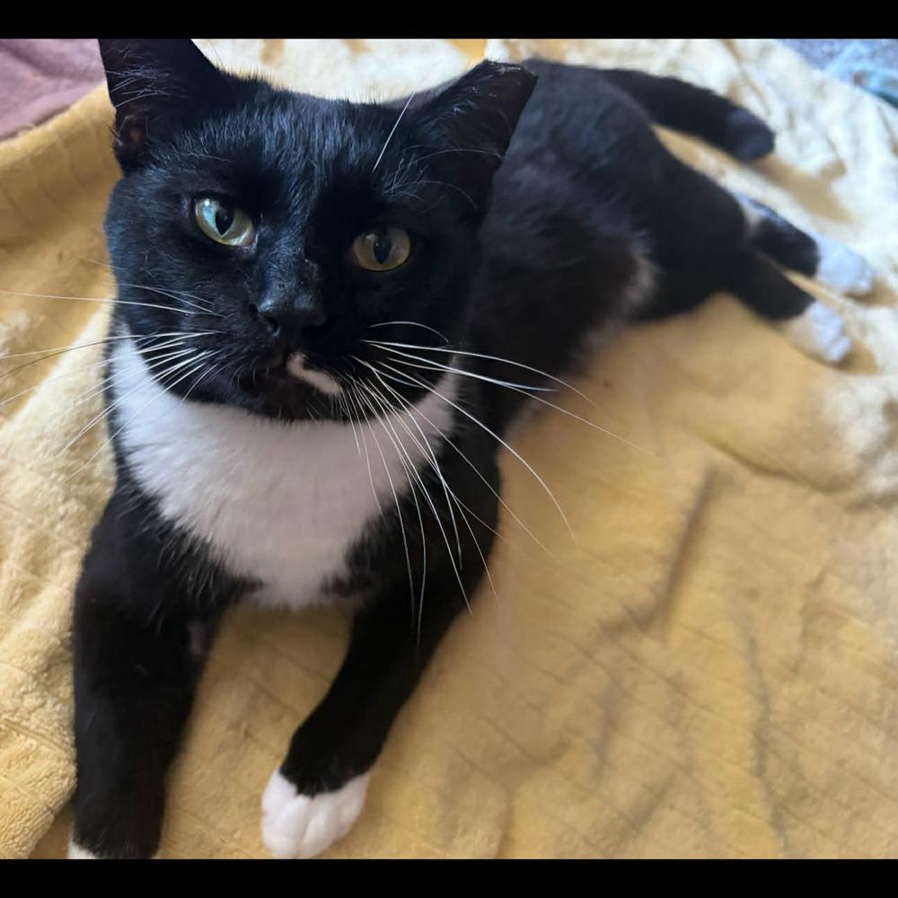 Enlarge Bentley, a Adoptable Domestic Short Hair in Raleigh, NC image 2/5