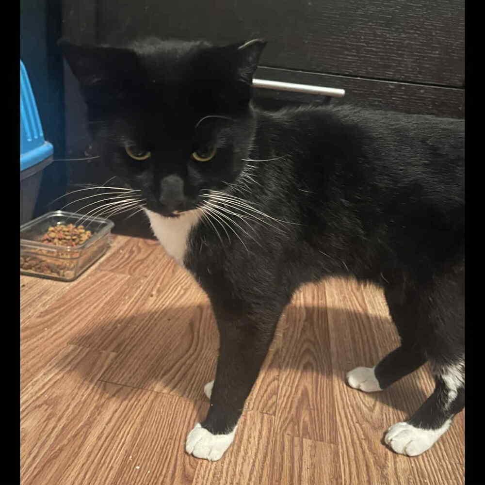 Enlarge Bentley, a Adoptable Domestic Short Hair in Raleigh, NC image 3/5