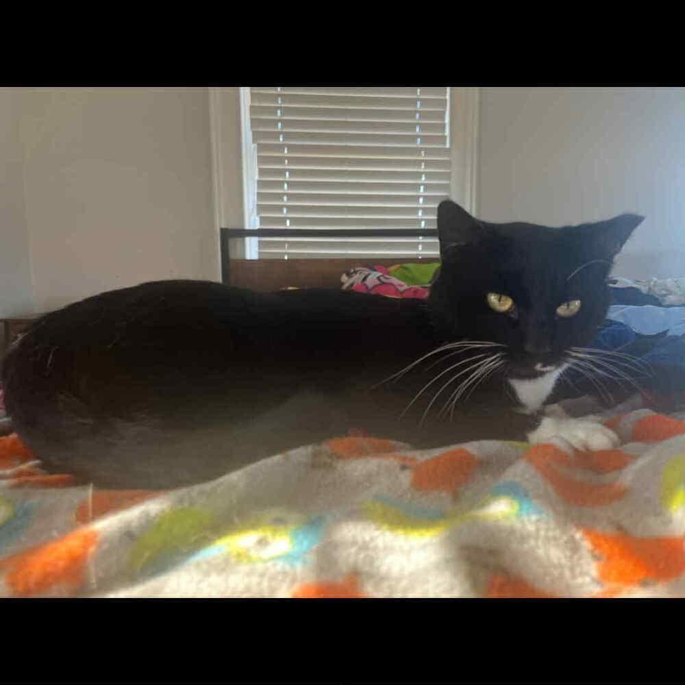 Enlarge Bentley, a Adoptable Domestic Short Hair in Raleigh, NC image 4/5