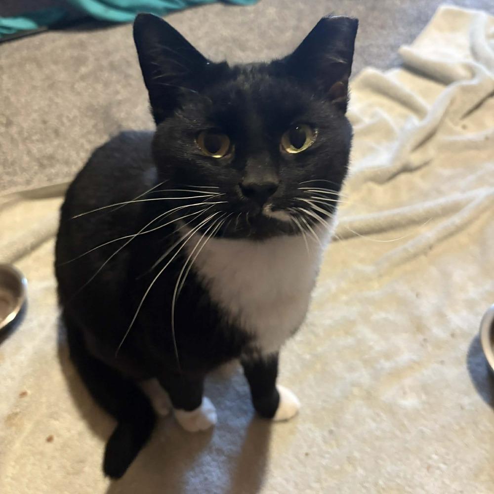 Enlarge Bentley, a Adoptable Domestic Short Hair in Raleigh, NC image 5/5