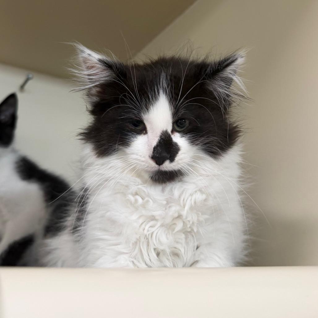 Enlarge Woody, a Adoptable Domestic Long Hair in Spanish Fork, UT image 1/1