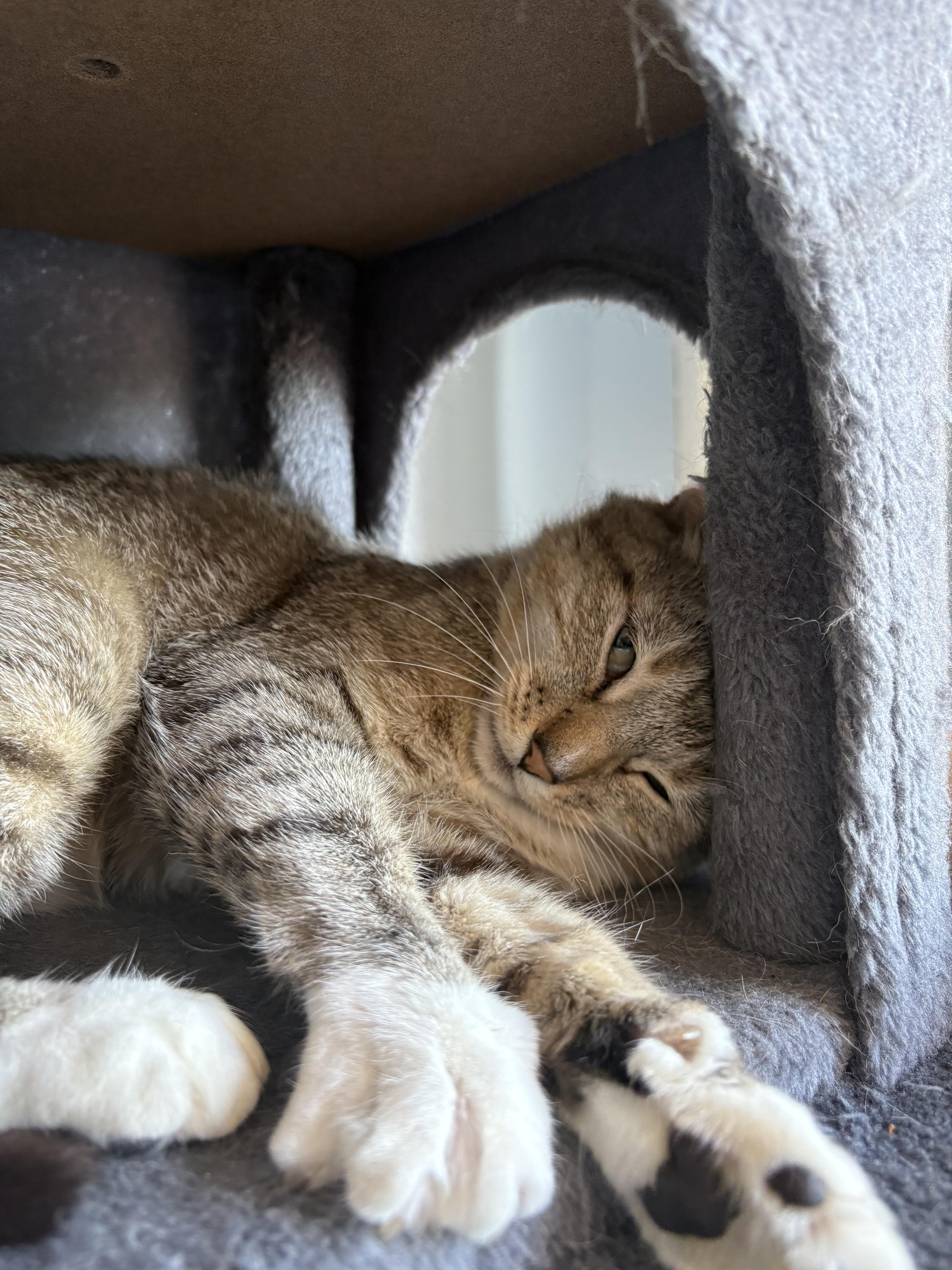 Fancy, a ADOPTABLE Domestic Short Hair in Grass Valley, CA image 5/5