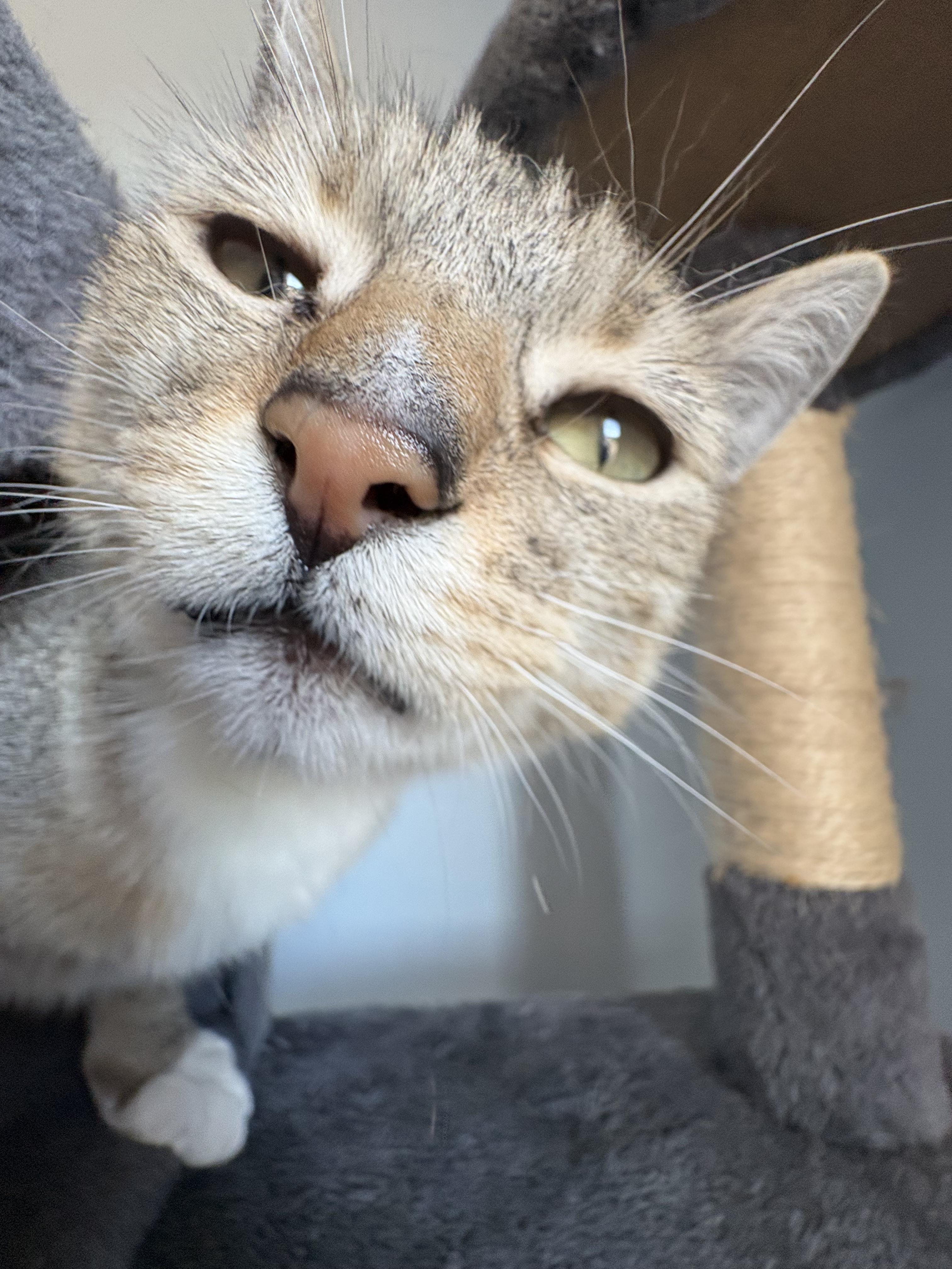 Fancy, a ADOPTABLE Domestic Short Hair in Grass Valley, CA image 3/5