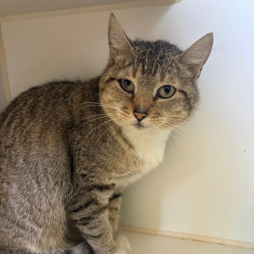 Fancy, ADOPTABLE, Adult Female Domestic Short Hair.