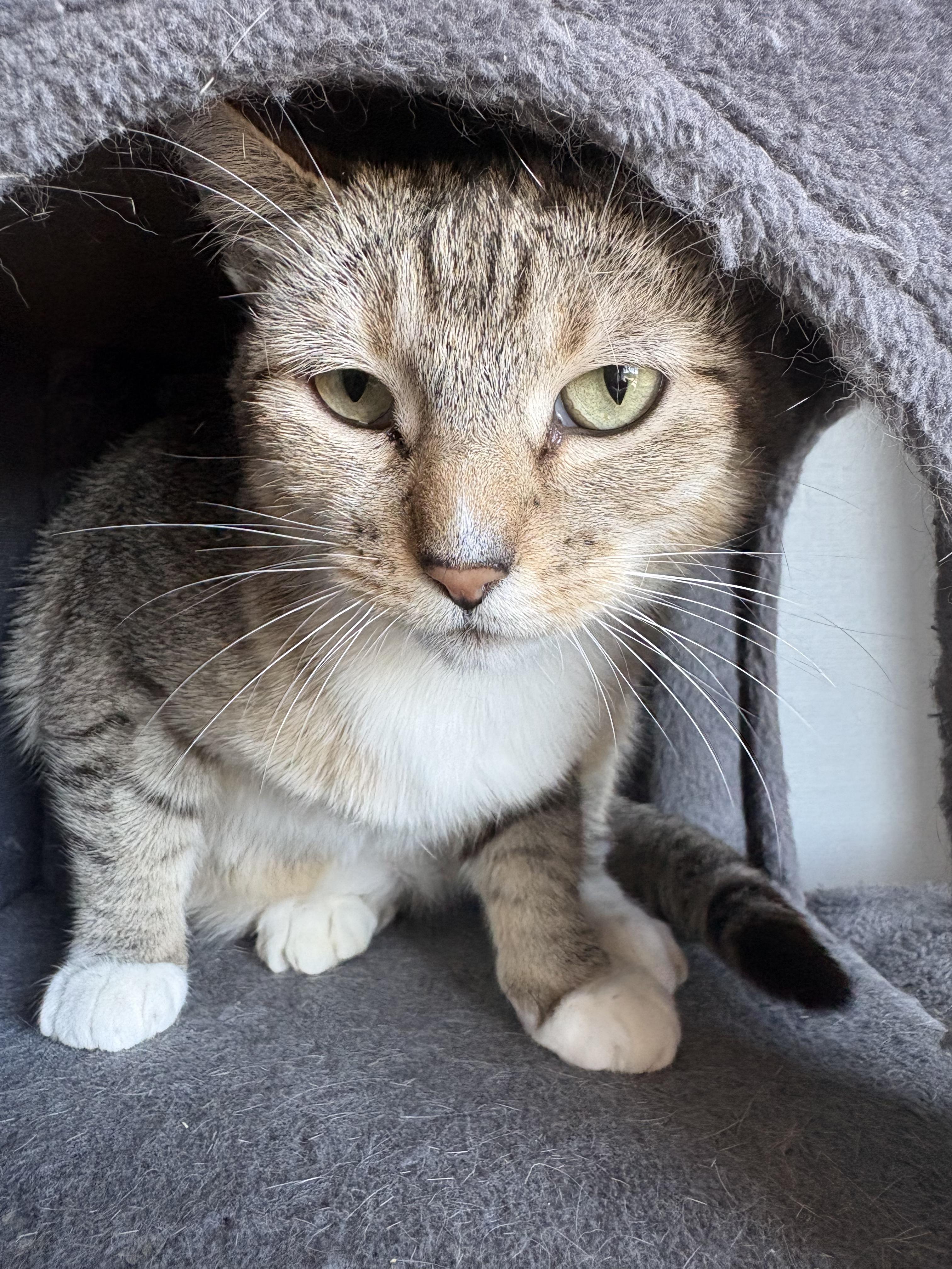 Fancy, a ADOPTABLE Domestic Short Hair in Grass Valley, CA image 2/5