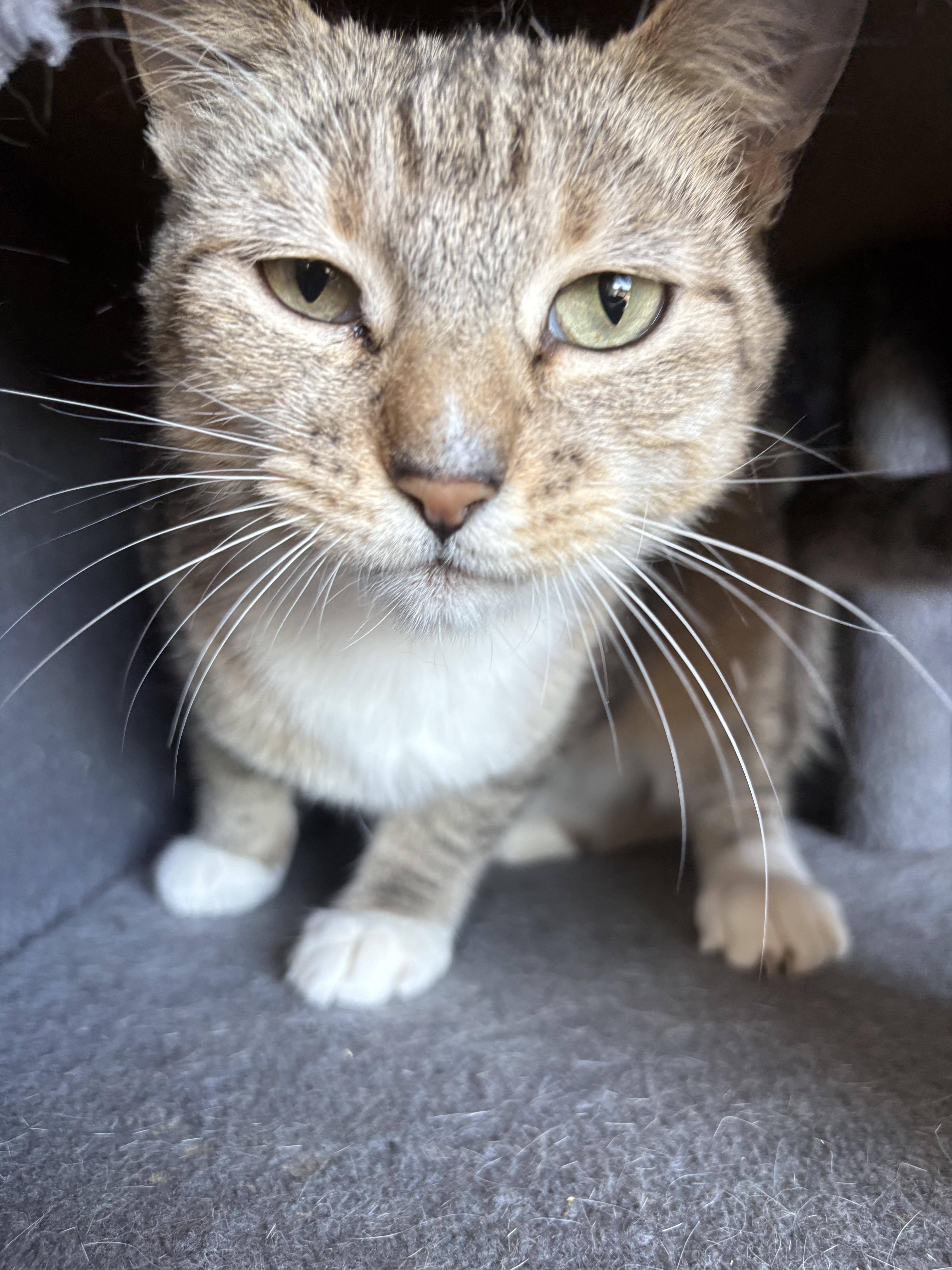 Fancy, a ADOPTABLE Domestic Short Hair in Grass Valley, CA image 4/5