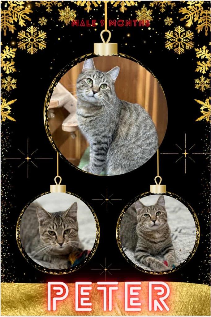 Peter, Adoptable, Young Male Domestic Short Hair.