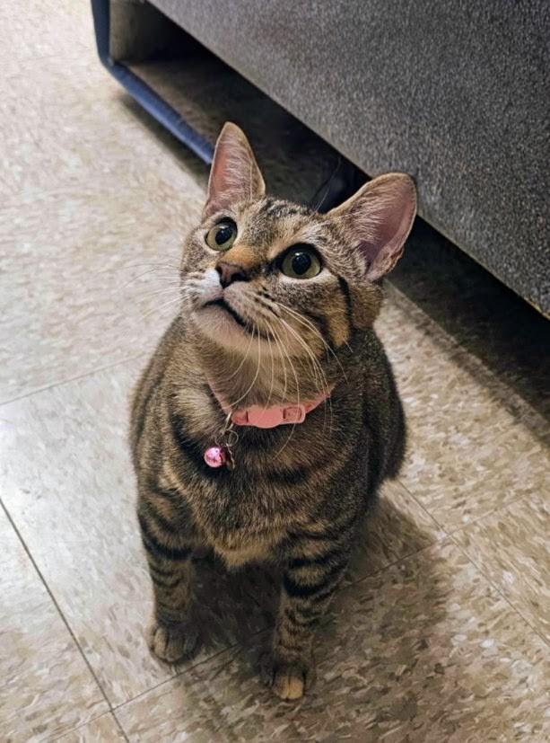 Hira, Adoptable, Adult Female Domestic Short Hair.
