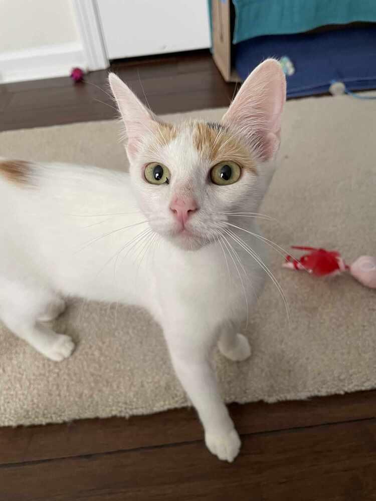 Enlarge Arden, a Adoptable mixed breed in Cary, NC image 1/4