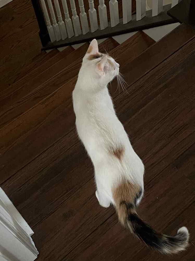 Enlarge Arden, a Adoptable mixed breed in Cary, NC image 2/4