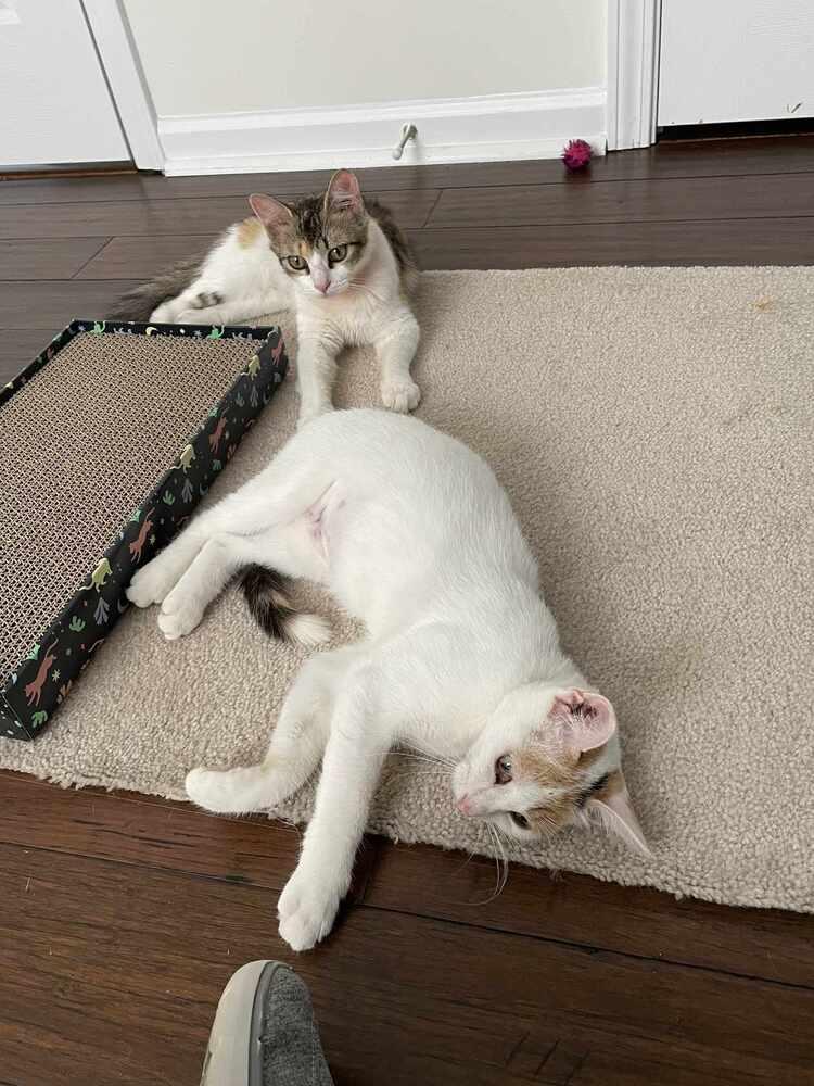 Enlarge Arden, a Adoptable mixed breed in Cary, NC image 3/4