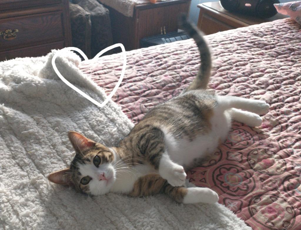 Tabby, Adoptable, Young Male Domestic Short Hair.