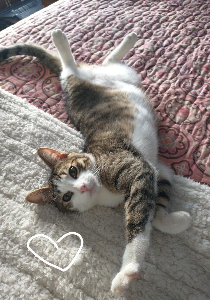 Enlarge Tabby, a Adoptable mixed breed in Saint James, MN image 3/5