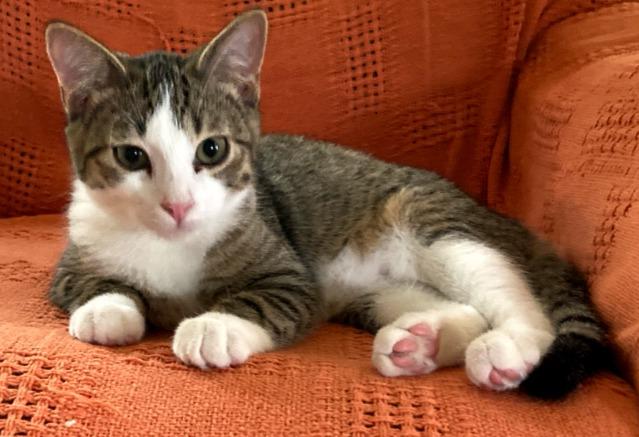 Enlarge Tabby, a Adoptable mixed breed in Saint James, MN image 3/5