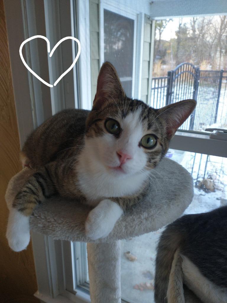 Enlarge Tabby, a Adoptable mixed breed in Saint James, MN image 4/5