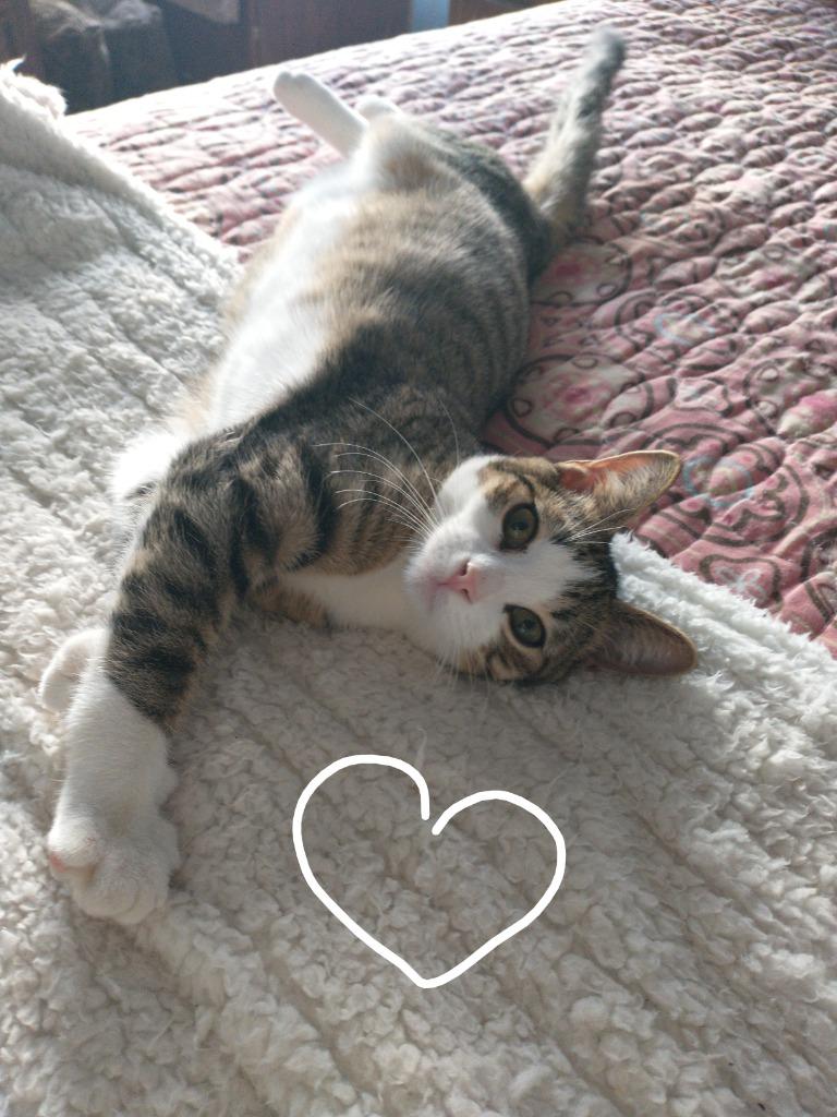 Enlarge Tabby, a Adoptable mixed breed in Saint James, MN image 5/5