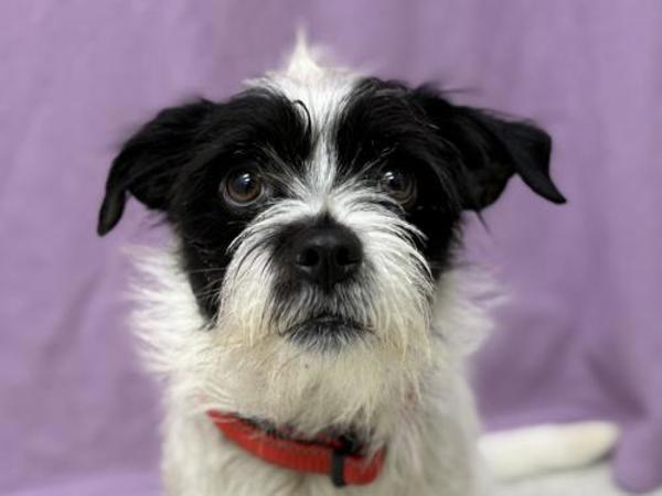 Einstein — thumbnail 2