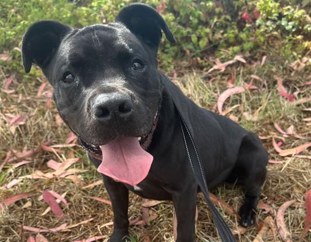 Enlarge BRODY, a Adoptable mixed breed in McKinleyville, CA image 1/1