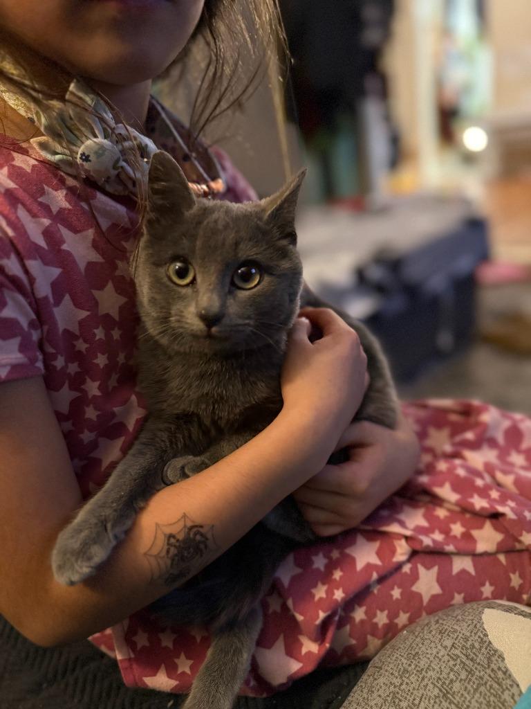 Enlarge Cooper, a Adoptable Domestic Short Hair in Cloquet, MN image 1/1