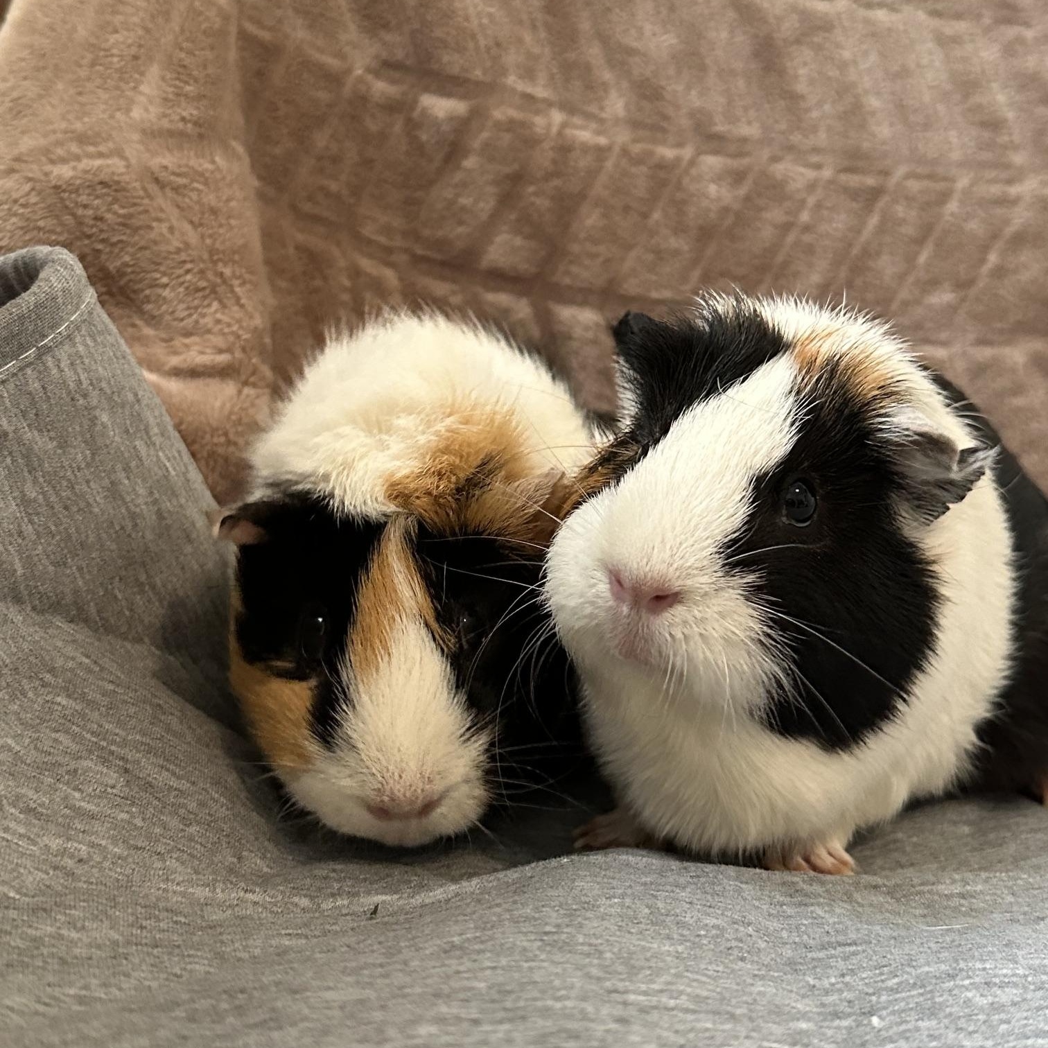 Mabel and Geode, ADOPTABLE, Senior Female Short-Haired.