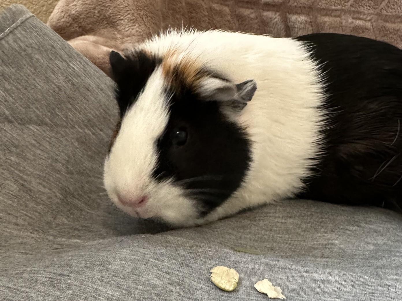 Mabel and Geode, a ADOPTABLE mixed breed in Wellington, CO image 5/6