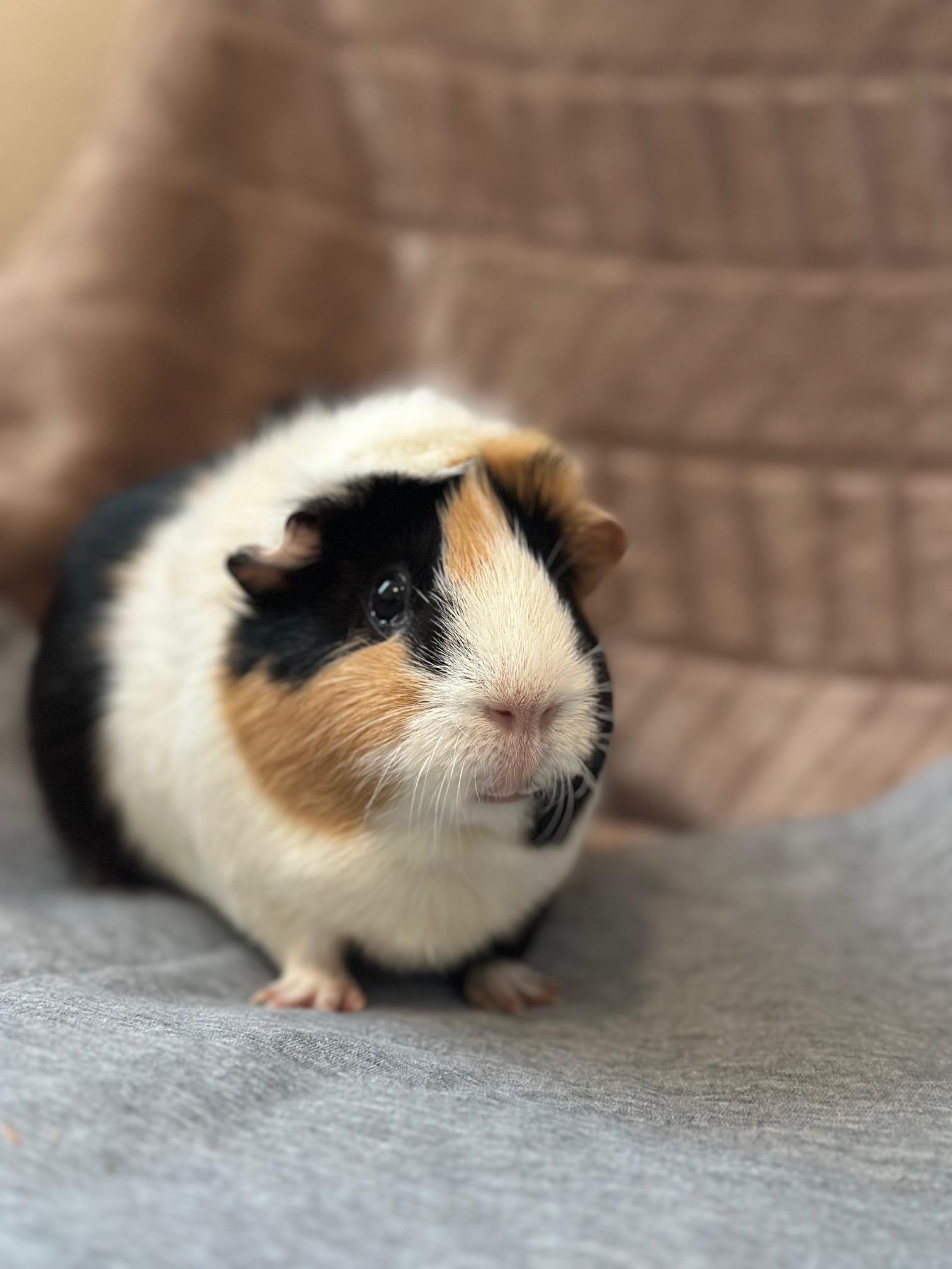 Mabel and Geode, a ADOPTABLE mixed breed in Wellington, CO image 6/6
