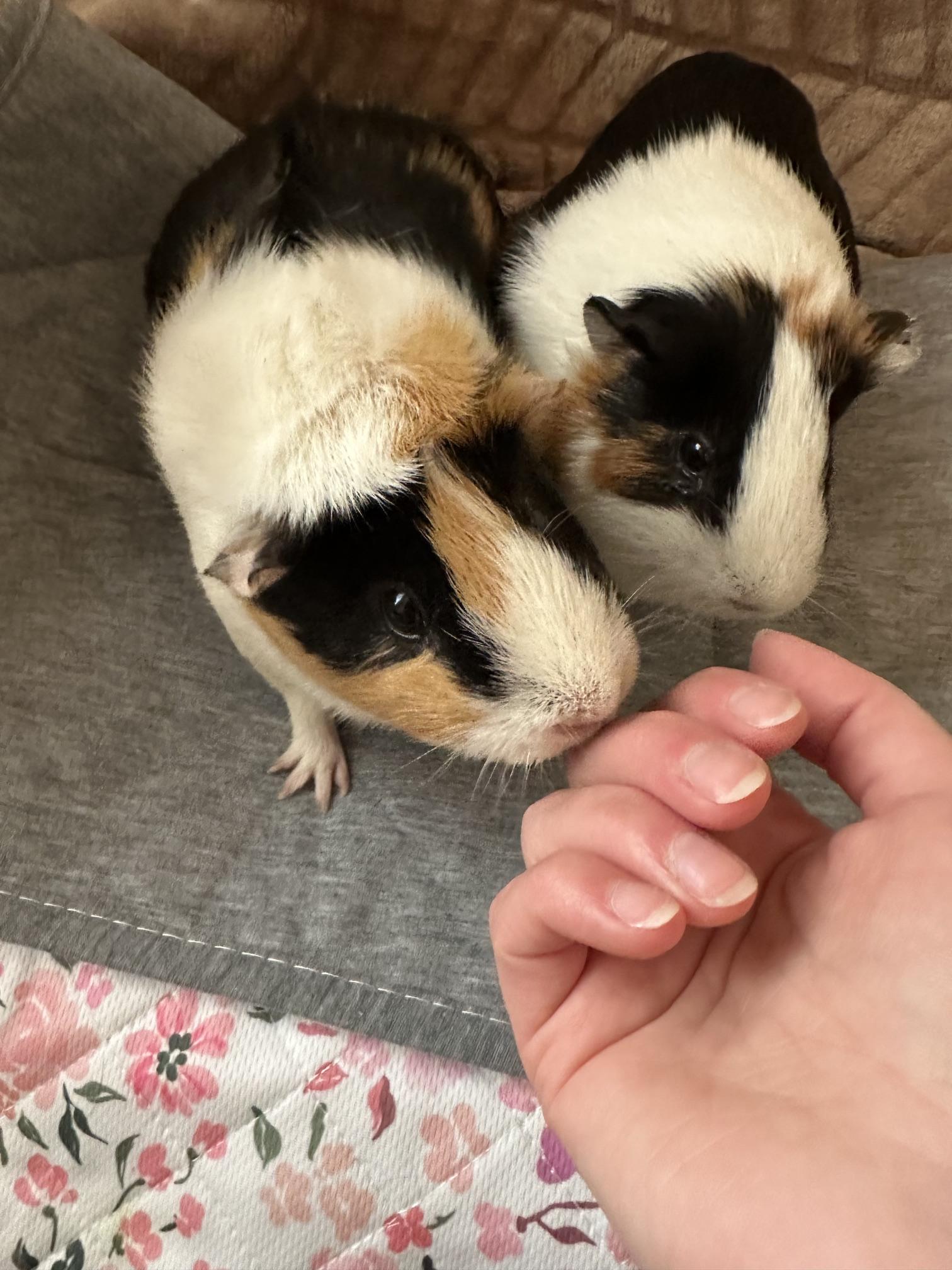 Mabel and Geode, a ADOPTABLE mixed breed in Wellington, CO image 2/6
