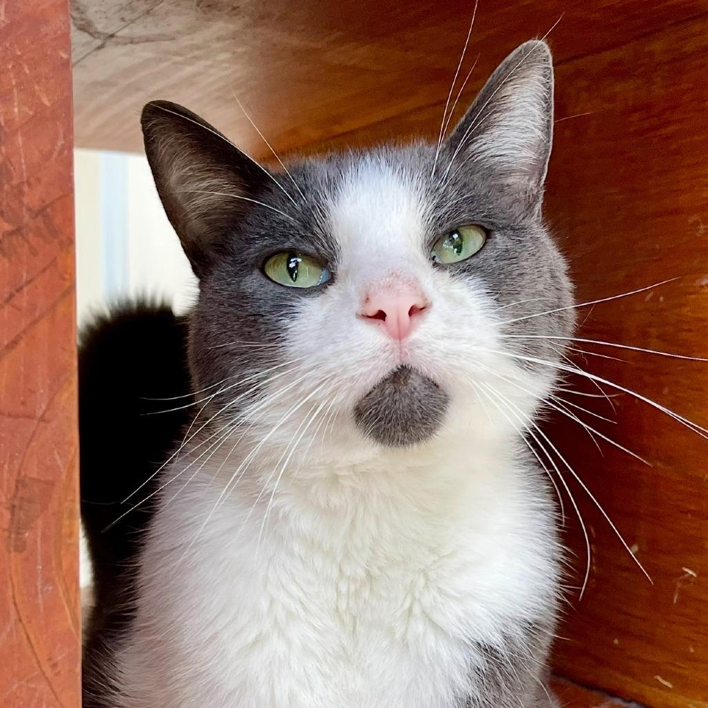 Enlarge Bud, a Adoptable Domestic Short Hair in Deerfield, IL image 1/5