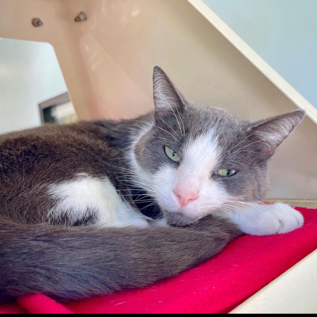 Enlarge Bud, a Adoptable Domestic Short Hair in Deerfield, IL image 2/5