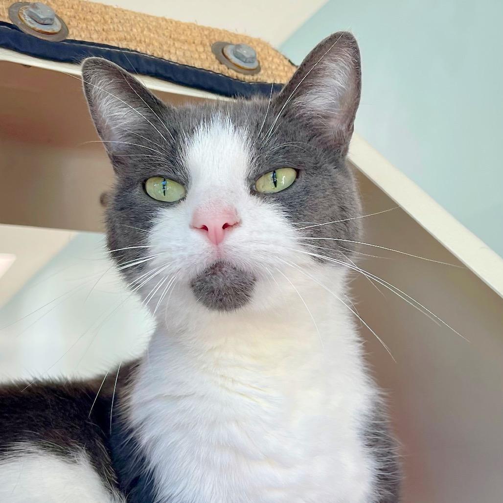 Enlarge Bud, a Adoptable Domestic Short Hair in Deerfield, IL image 4/5