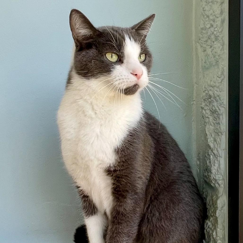 Enlarge Bud, a Adoptable Domestic Short Hair in Deerfield, IL image 5/5