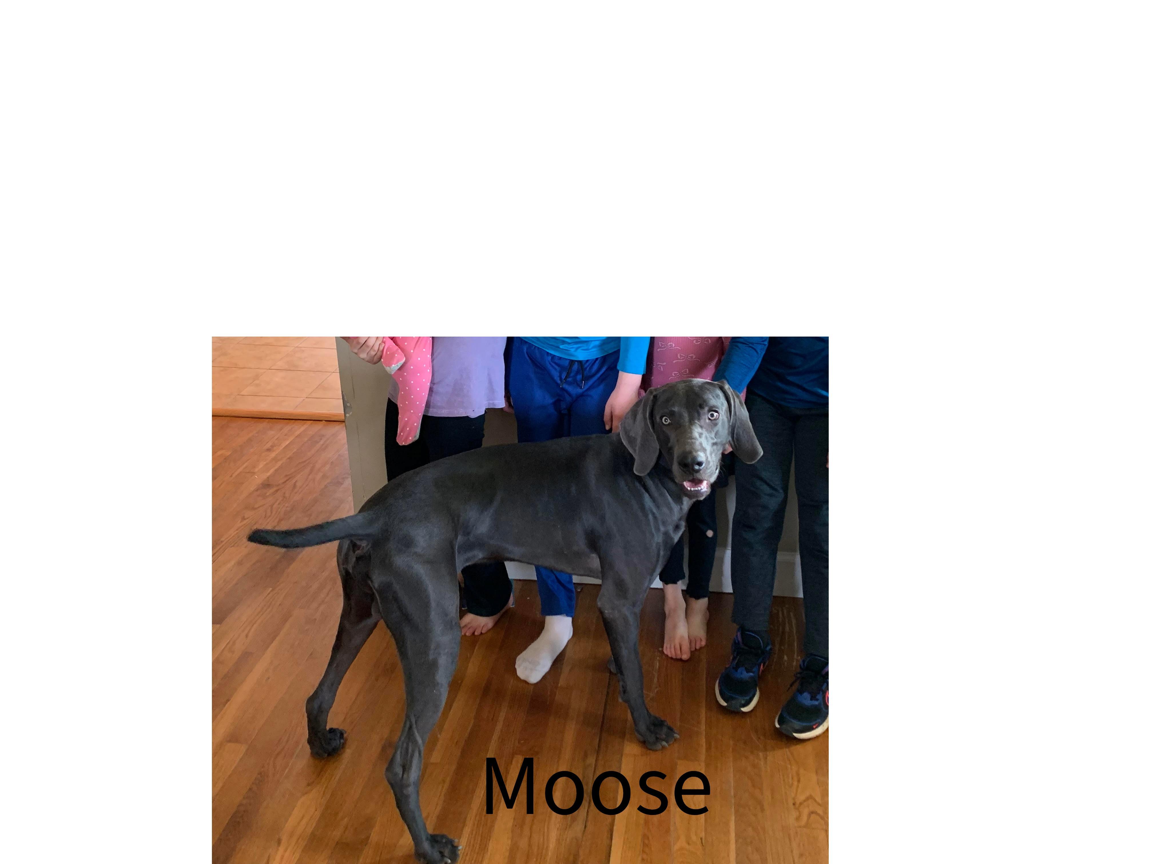 Enlarge Moose, a Adopted Weimaraner in Marietta, GA image 1/2