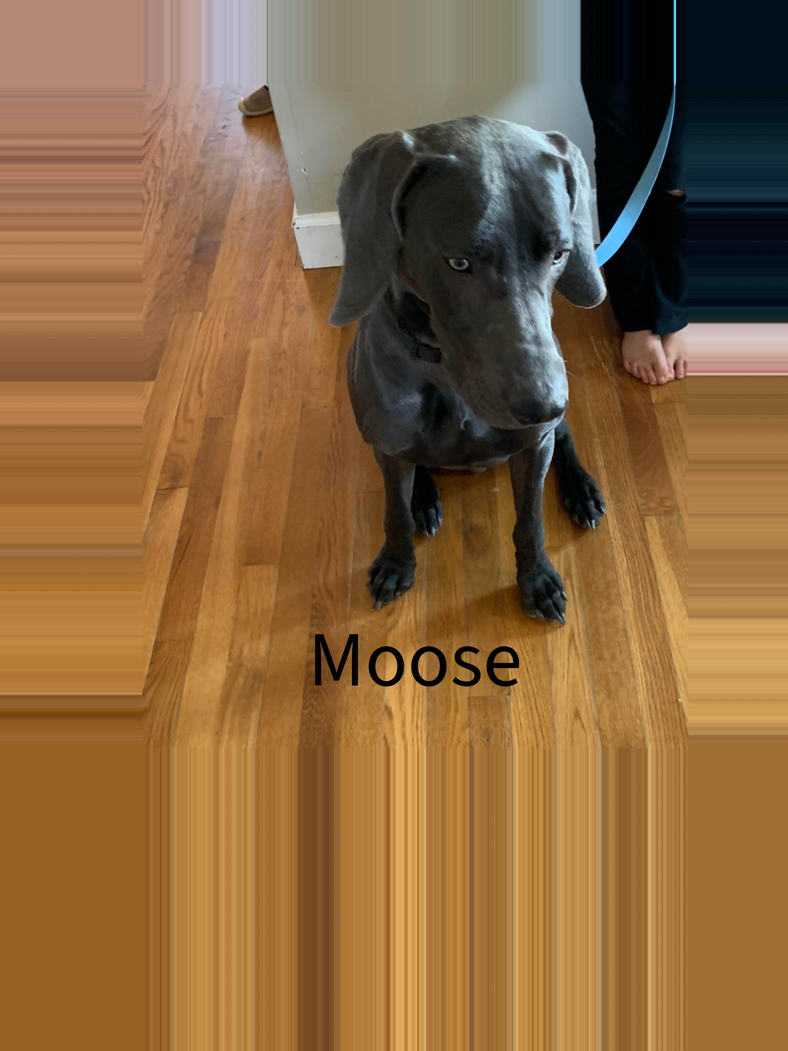 Enlarge Moose, a Adopted Weimaraner in Marietta, GA image 2/2