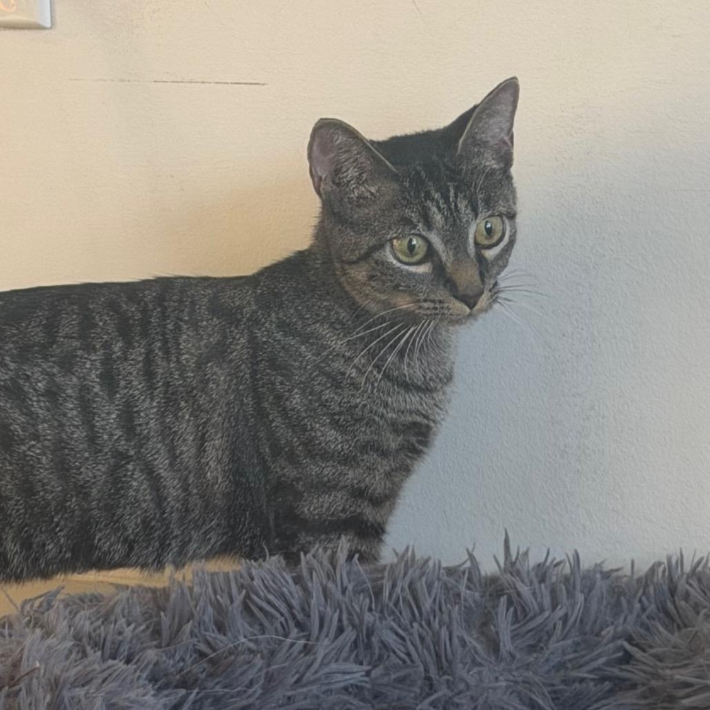 Sage, Adoptable, Young Female Domestic Short Hair.