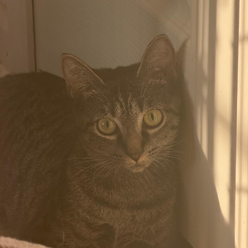 Enlarge Sage, a Adoptable Domestic Short Hair in Durham, NC image 2/2
