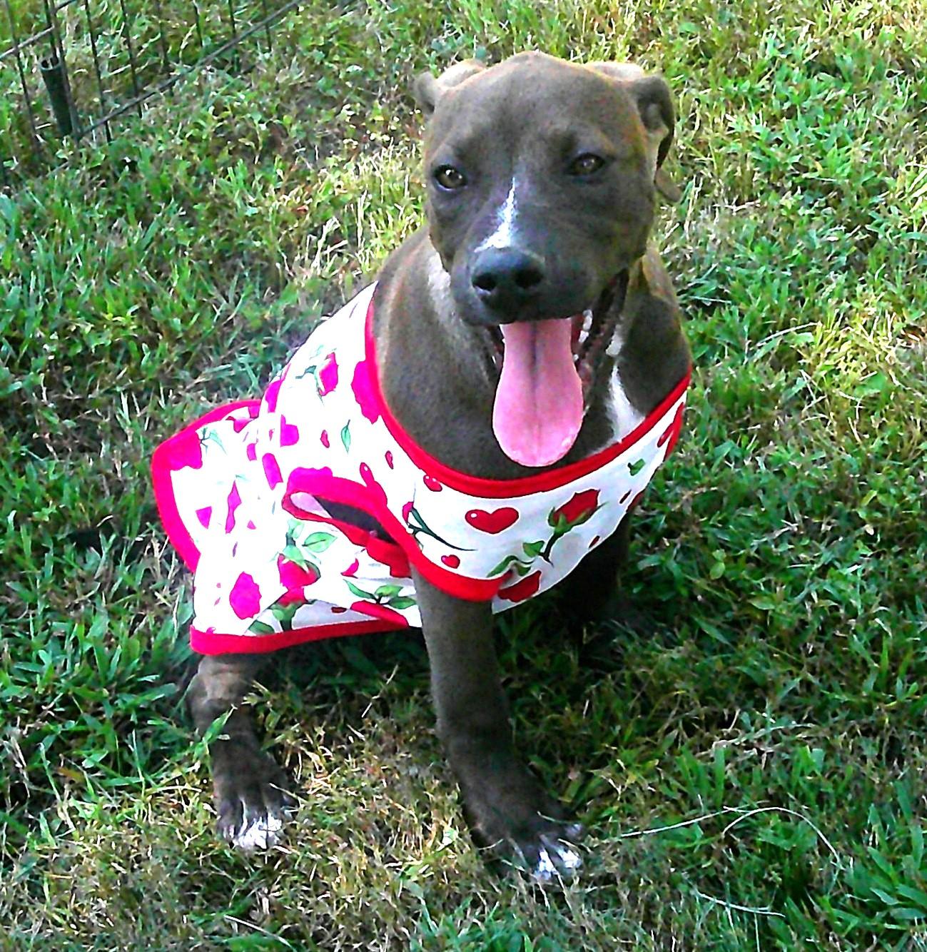 GiGi, Adoptable, Puppy Female Pit Bull Terrier & Labrador Retriever.